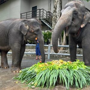 สวนสัตว์เปิดเขาเขียว ชวนฉลอง 5 ปี 'น้องแสนรัก' ลูกช้างผสมเทียม